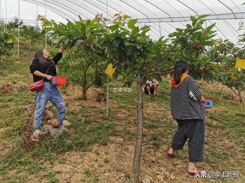 俄罗斯绽放的绿色希望：新型生态虫害解决方案