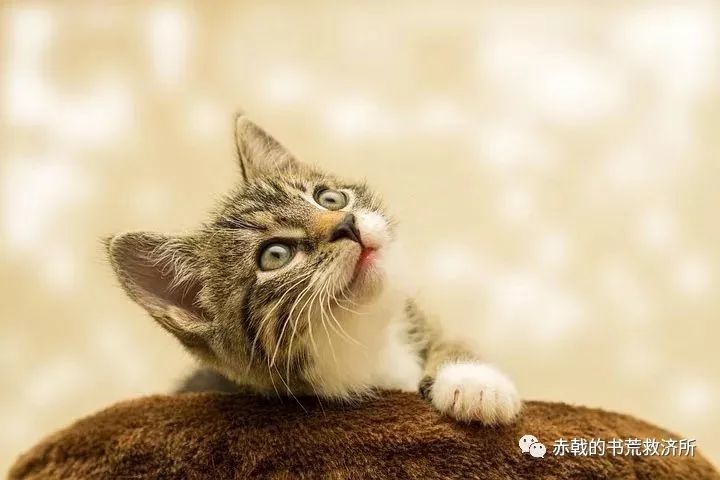 猫咪速递：最新温馨资讯来袭！