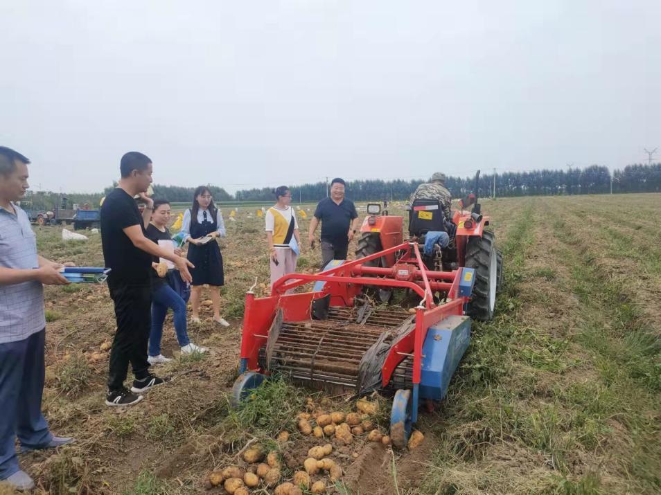 “土豆乐园：最新丰收价喜讯连连”